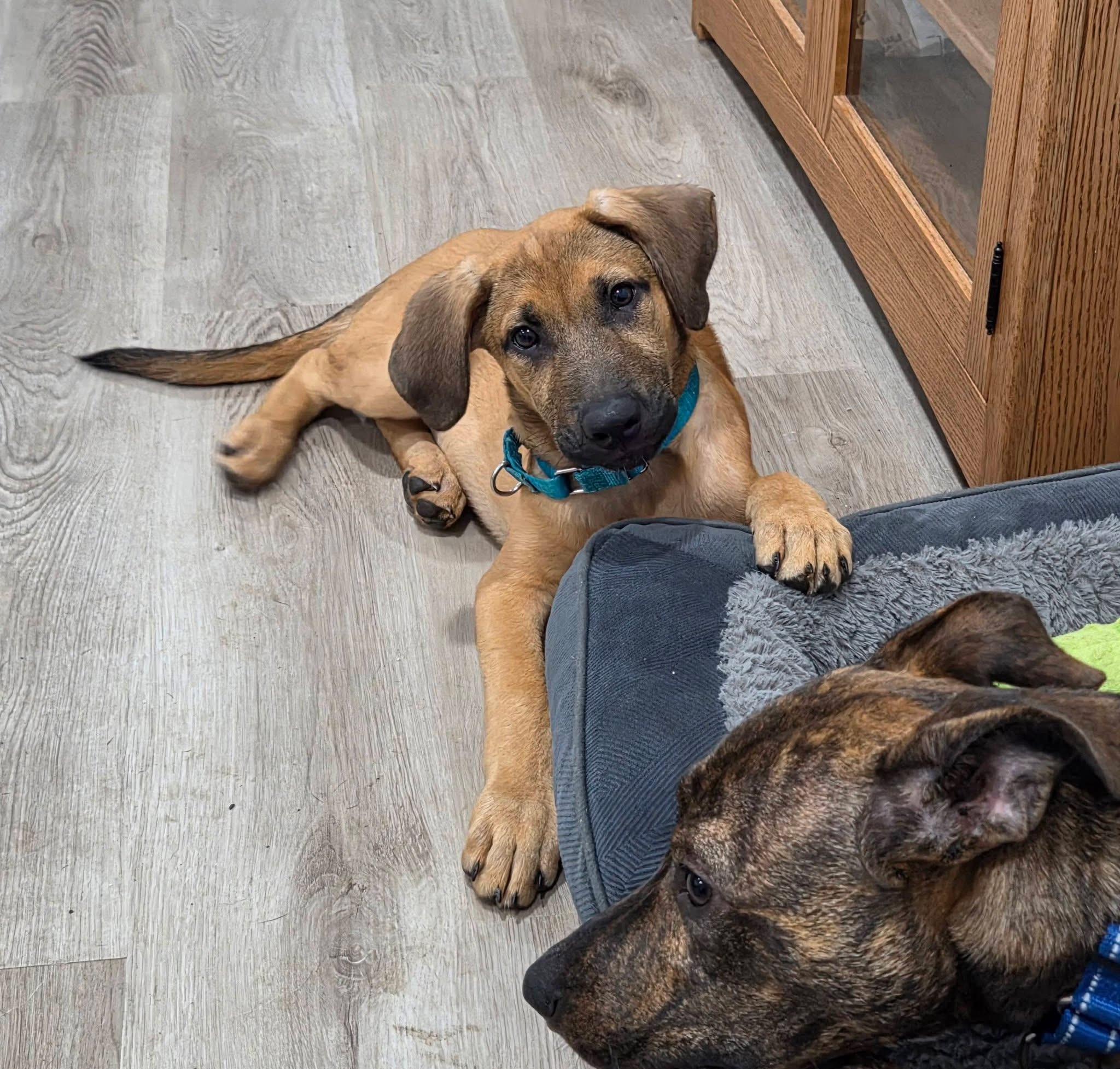 Enlarge LILLIE, a Adopted mixed breed in Allentown, PA image 6/6