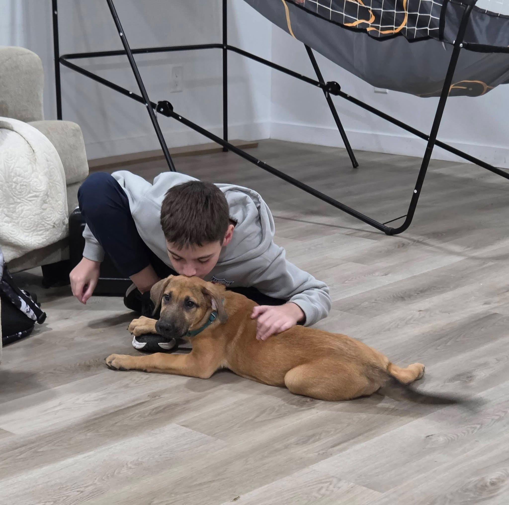 Enlarge LILLIE, a Adopted mixed breed in Allentown, PA image 5/6