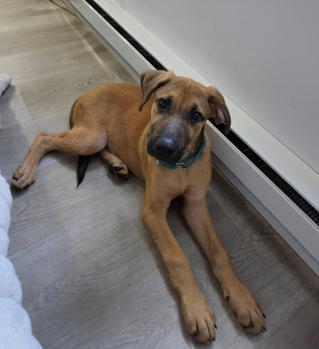 Enlarge LILLIE, a Adopted mixed breed in Allentown, PA image 2/6