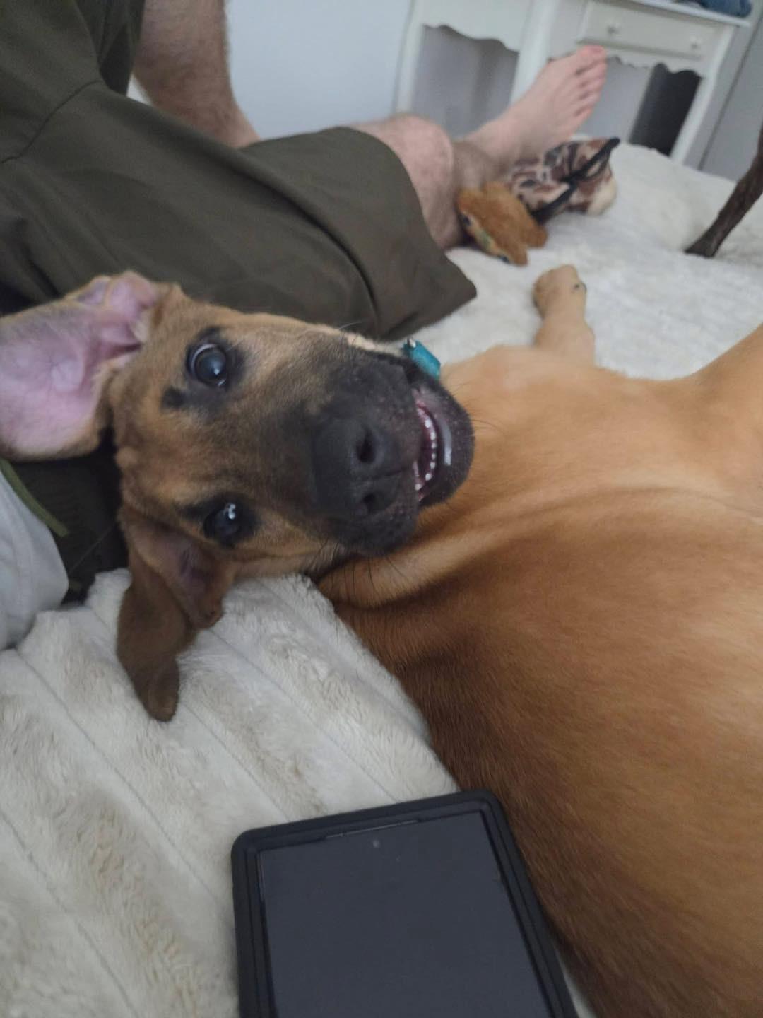 Enlarge LILLIE, a Adopted mixed breed in Allentown, PA image 3/6