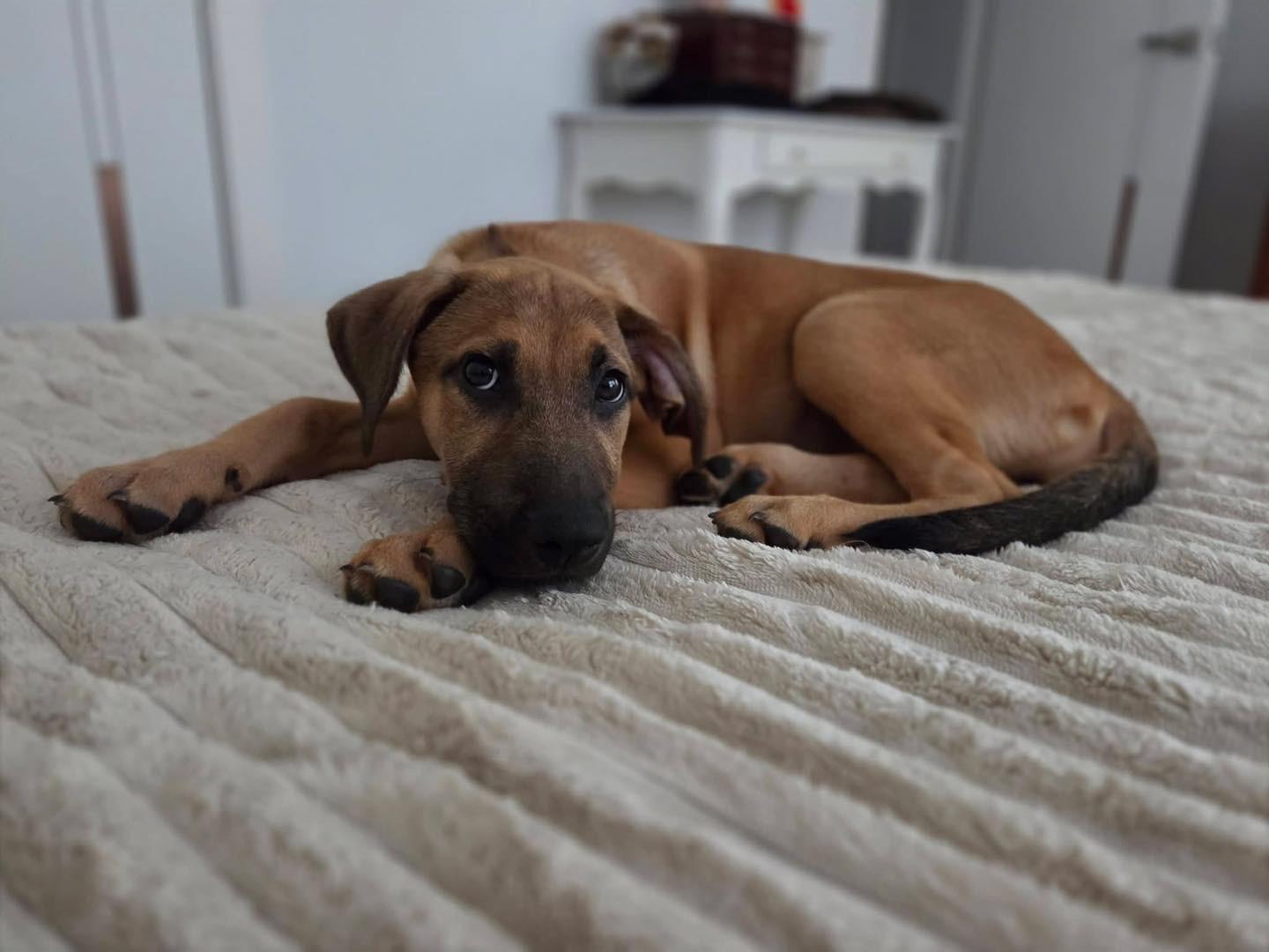 Enlarge LILLIE, a Adopted mixed breed in Allentown, PA image 1/6