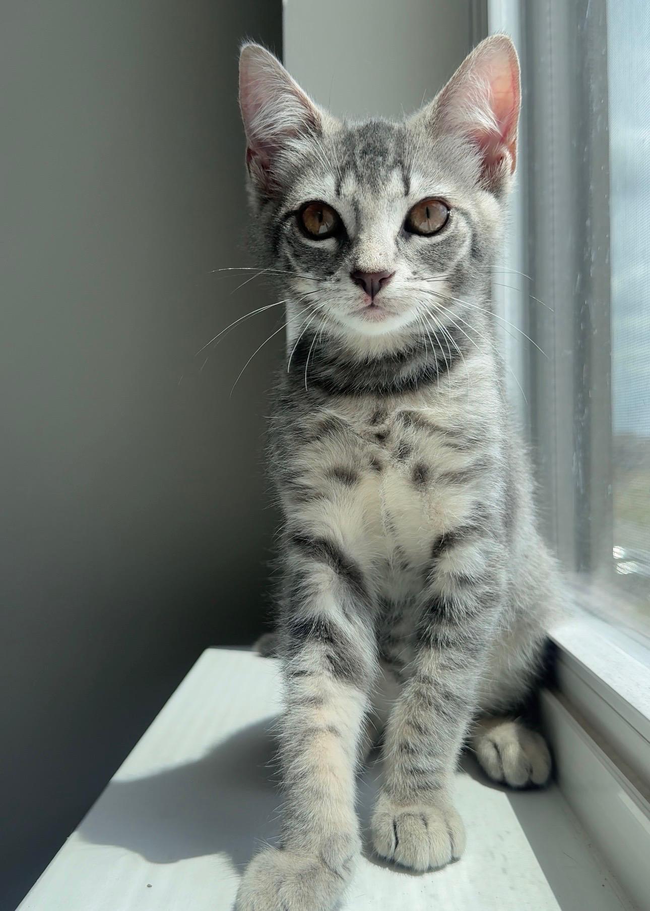 Pepper