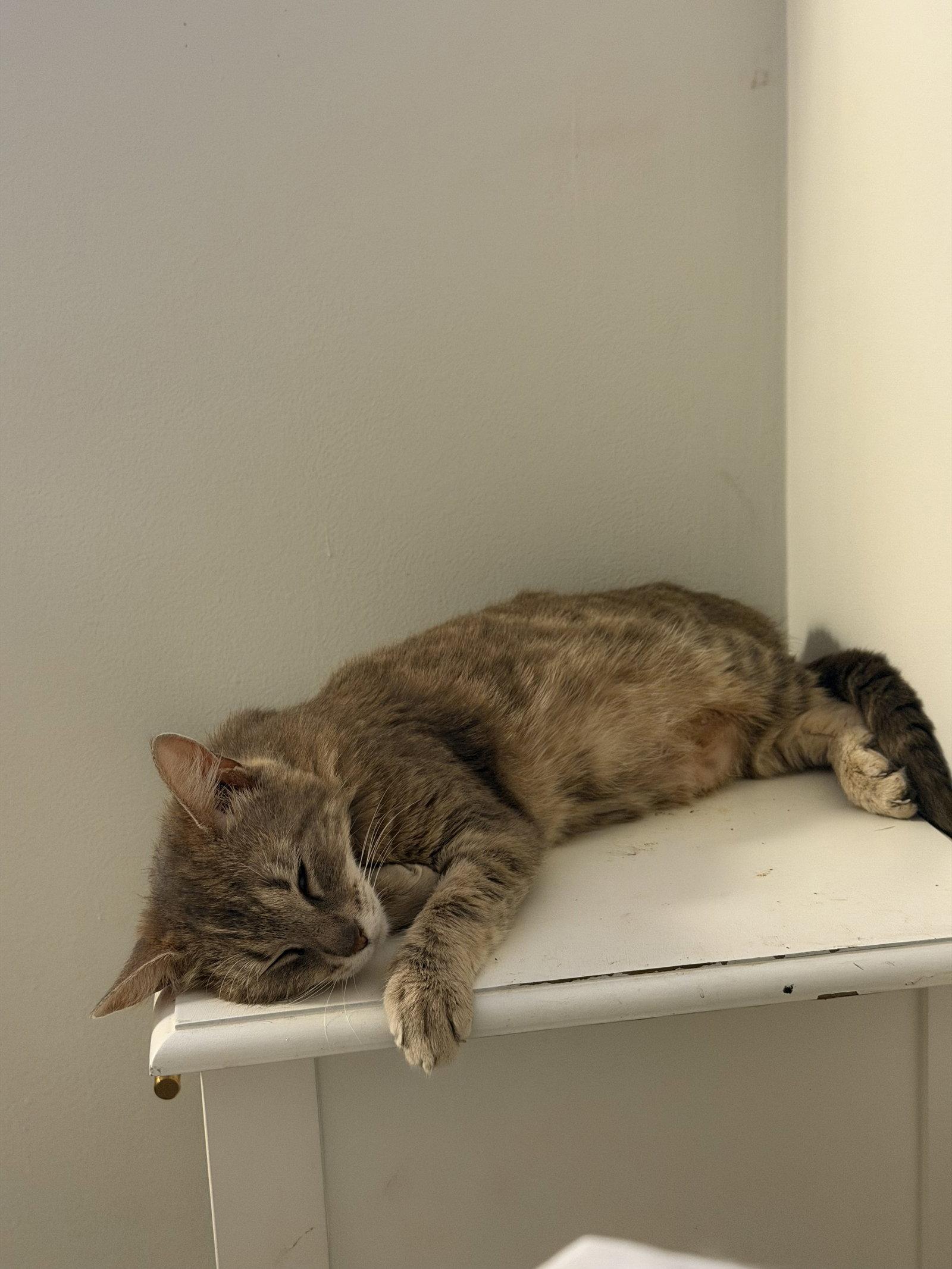 Junie, Adoptable, Adult Female Domestic Short Hair.