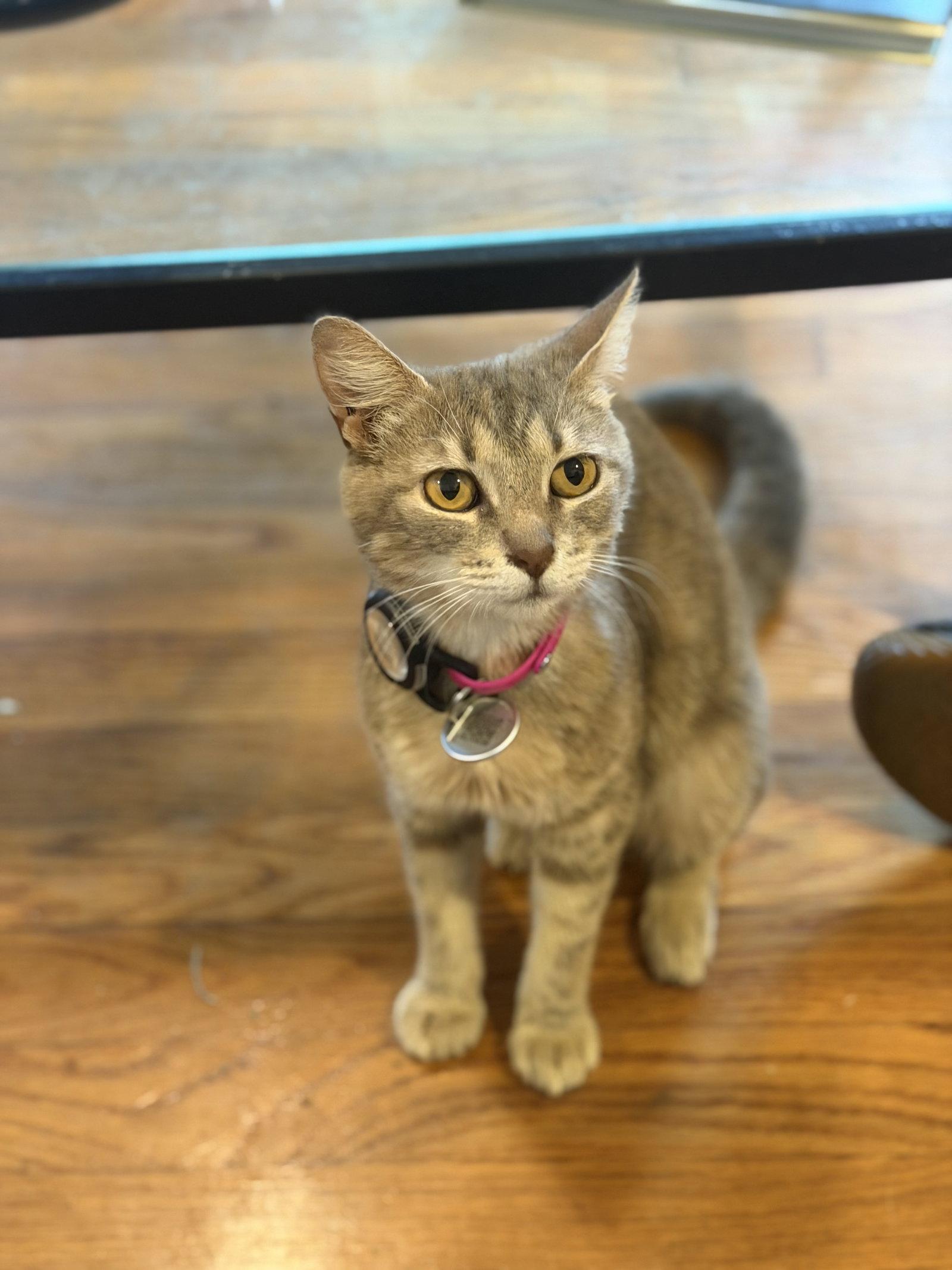 Enlarge Junie, a Adoptable Domestic Short Hair in Mount Pleasant, SC image 2/3