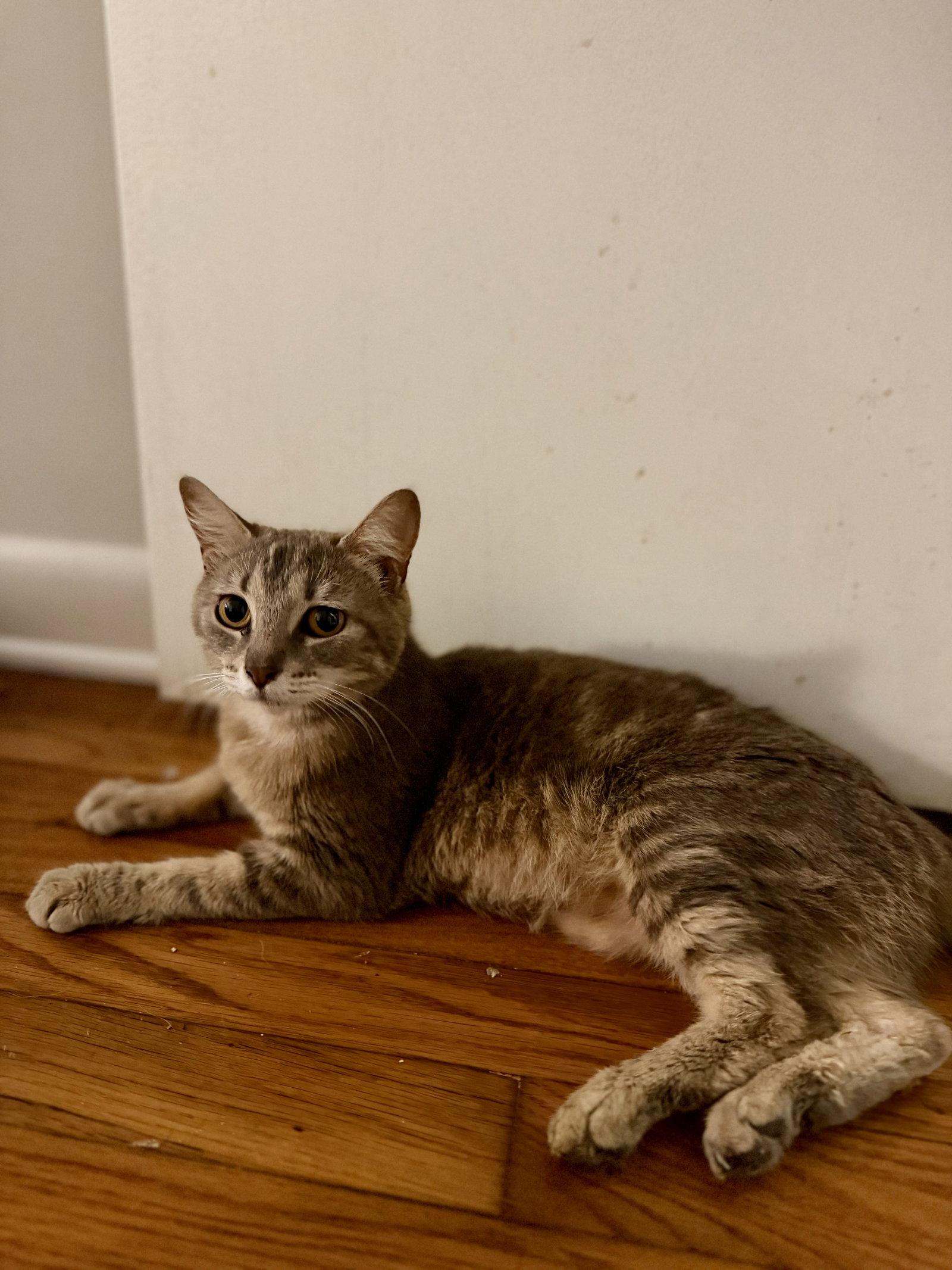 Enlarge Junie, a Adoptable Domestic Short Hair in Mount Pleasant, SC image 3/3