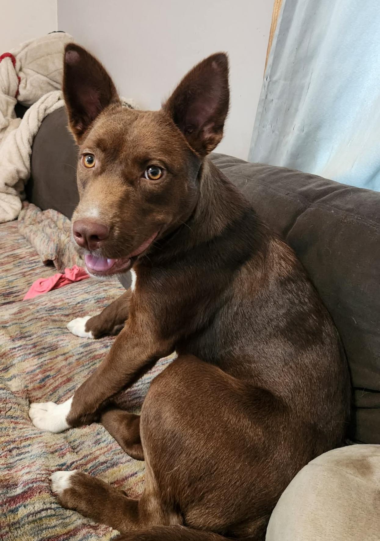 Enlarge Pebbles, a Adopted mixed breed in Grand Rapids, MI image 2/2