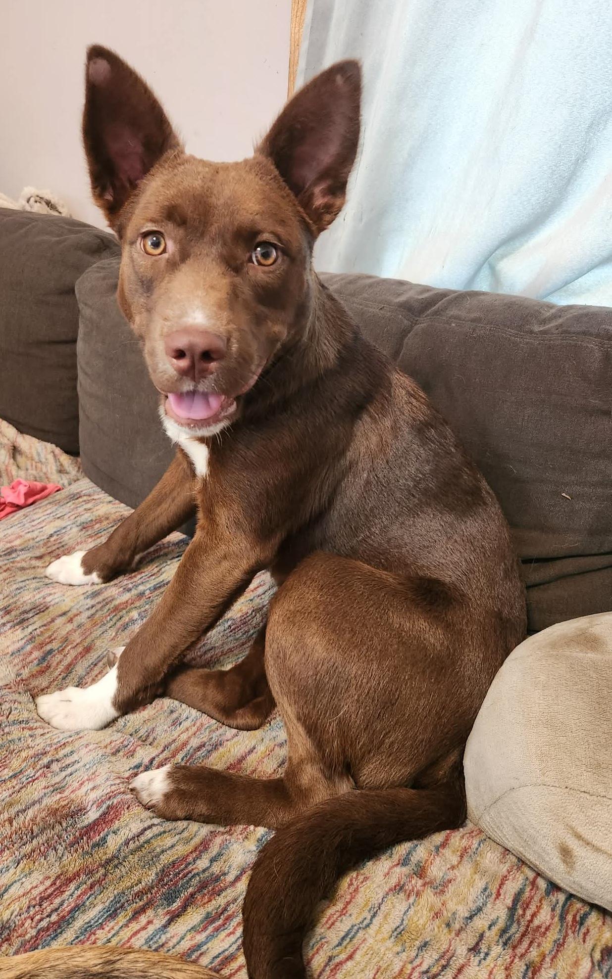 Enlarge Pebbles, a Adopted mixed breed in Grand Rapids, MI image 1/2