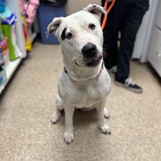 Enlarge Perdita, a Adoptable mixed breed in Bullhead City, AZ image 1/3