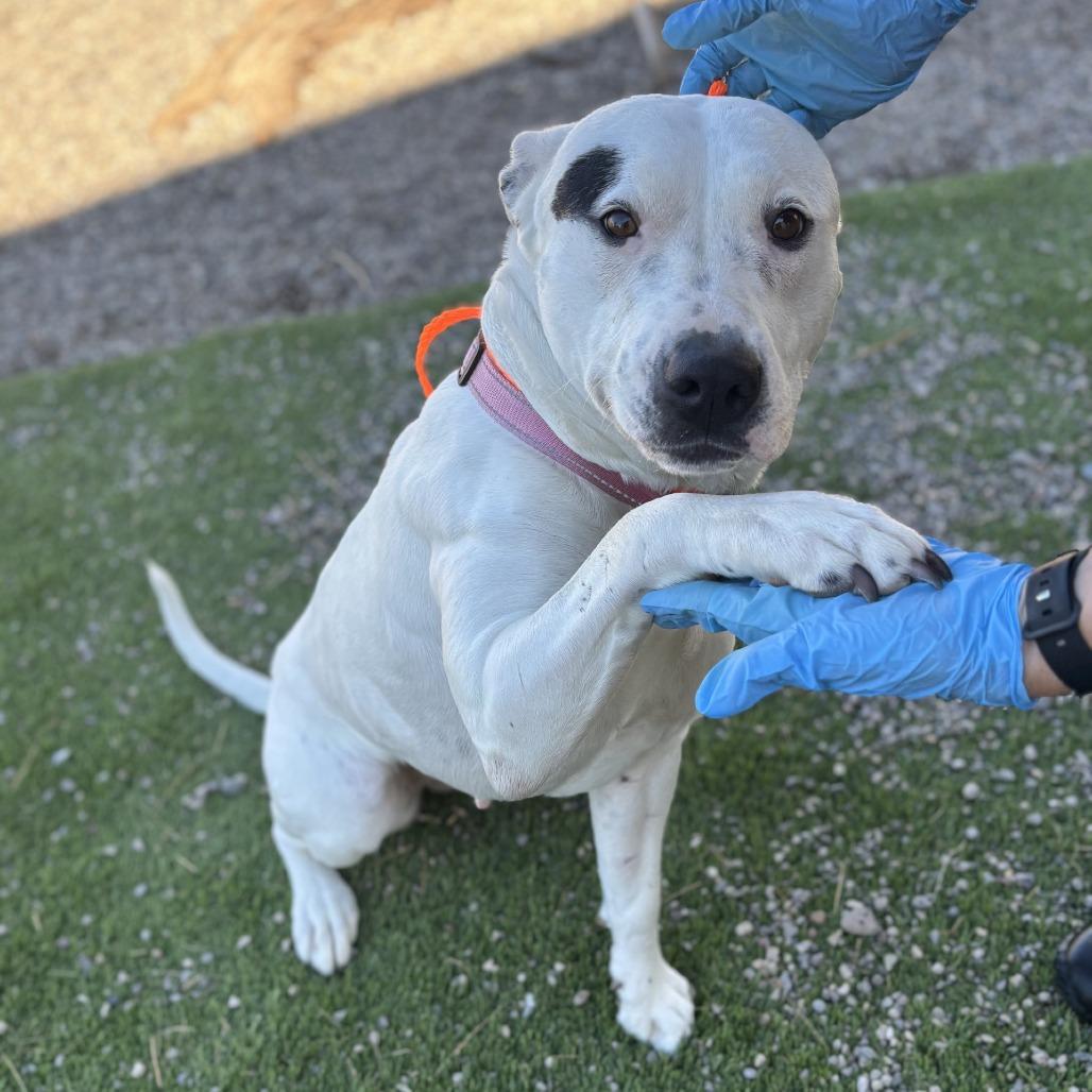 Enlarge Perdita, a Adoptable mixed breed in Bullhead City, AZ image 2/3