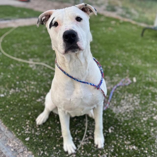 Enlarge Perdita, a Adoptable mixed breed in Bullhead City, AZ image 2/5