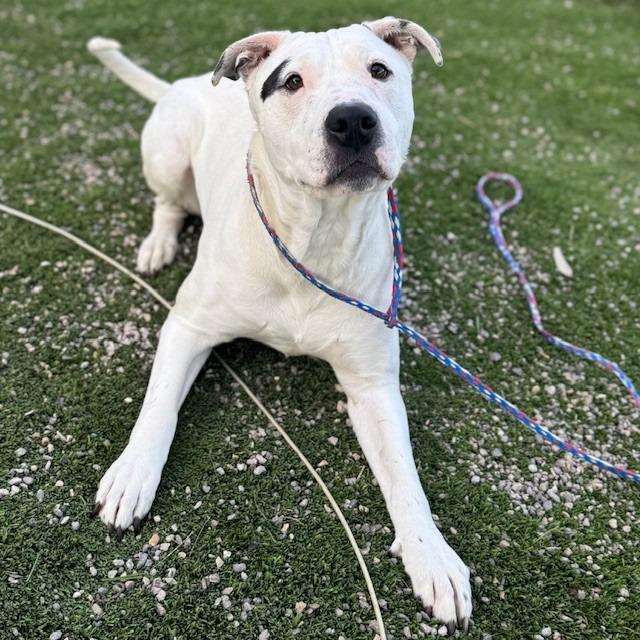 Enlarge Perdita, a Adoptable mixed breed in Bullhead City, AZ image 3/5
