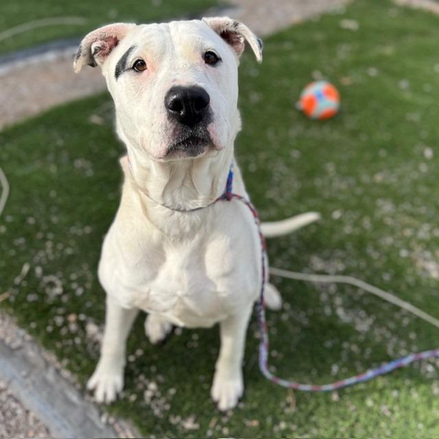 Enlarge Perdita, a Adoptable mixed breed in Bullhead City, AZ image 4/5