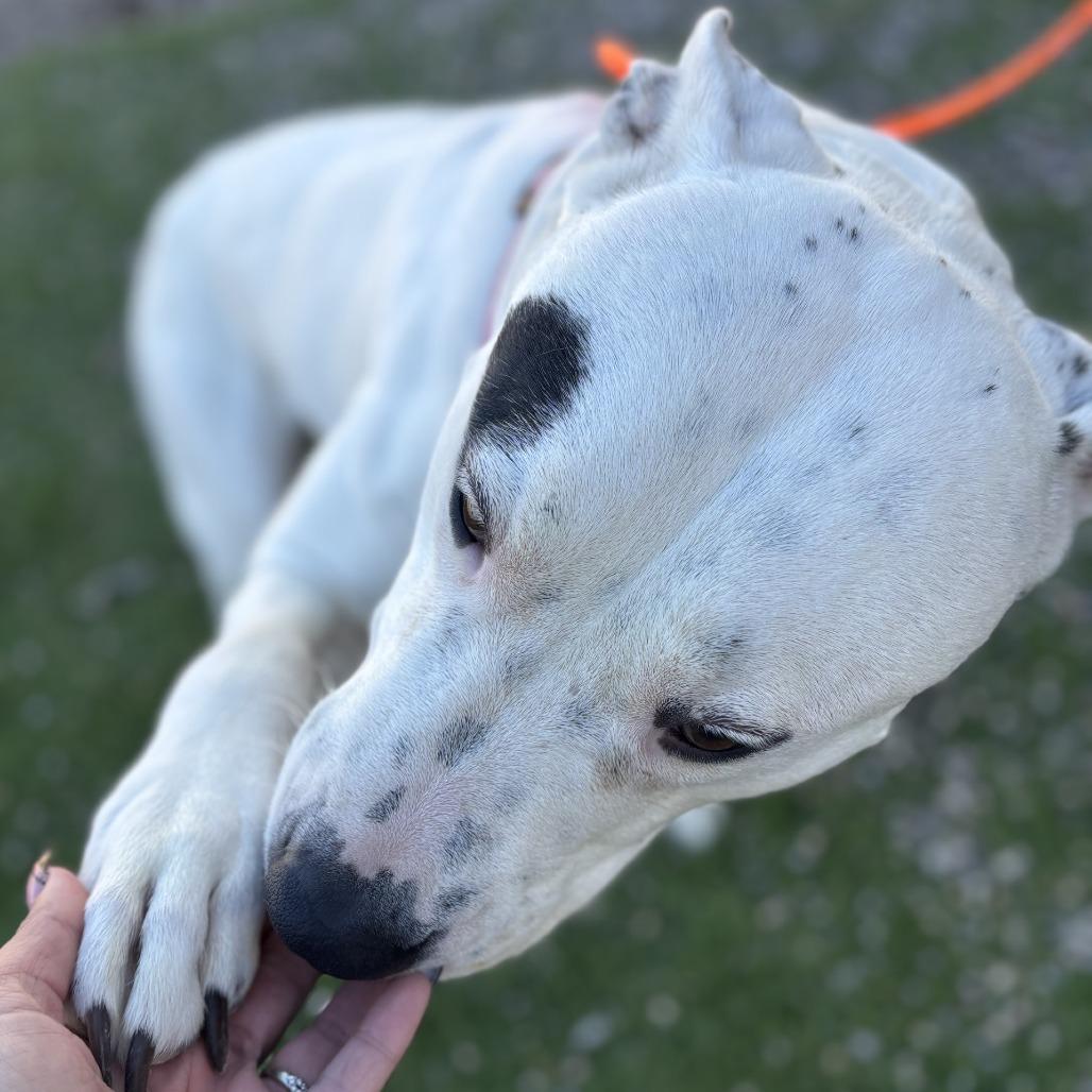 Enlarge Perdita, a Adoptable mixed breed in Bullhead City, AZ image 3/3