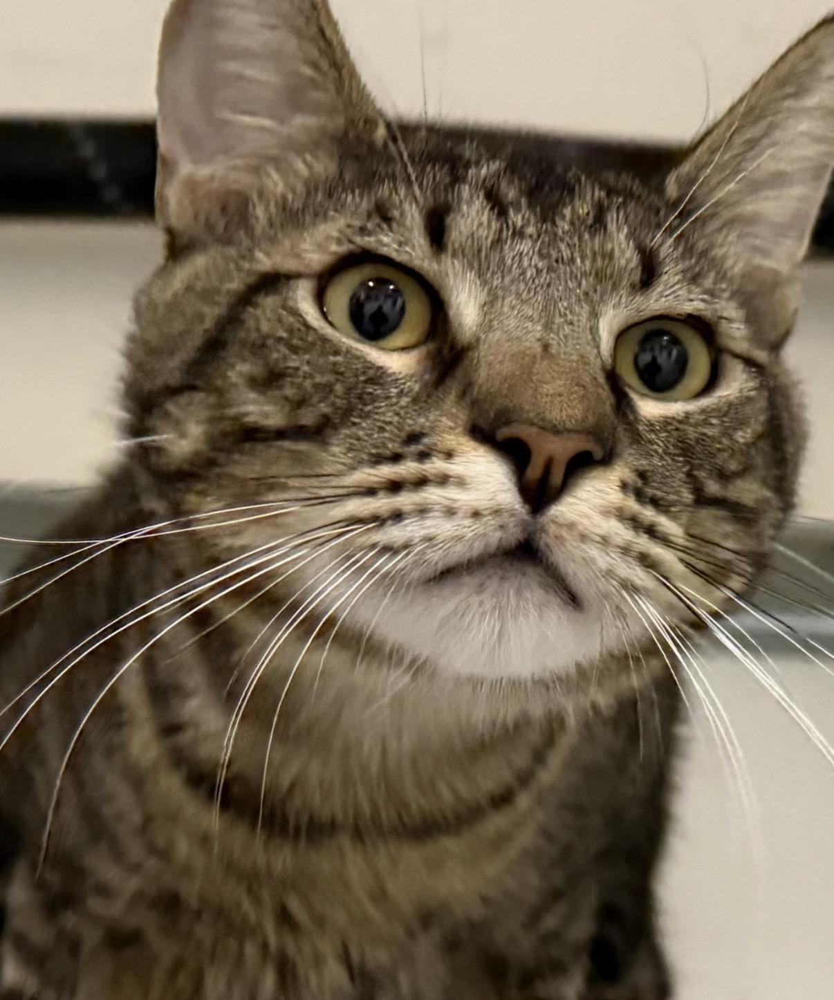 Enlarge Jasper-- with Willow, a ADOPTABLE Domestic Short Hair in Camarillo, CA image 1/1