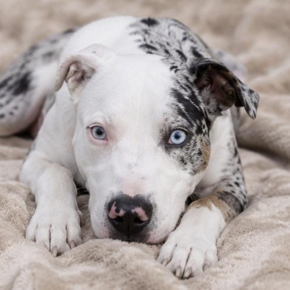 Remmy , a ADOPTABLE mixed breed in Pelham, NH image 5/6