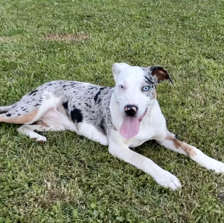 Remmy , a ADOPTABLE mixed breed in Pelham, NH image 6/6