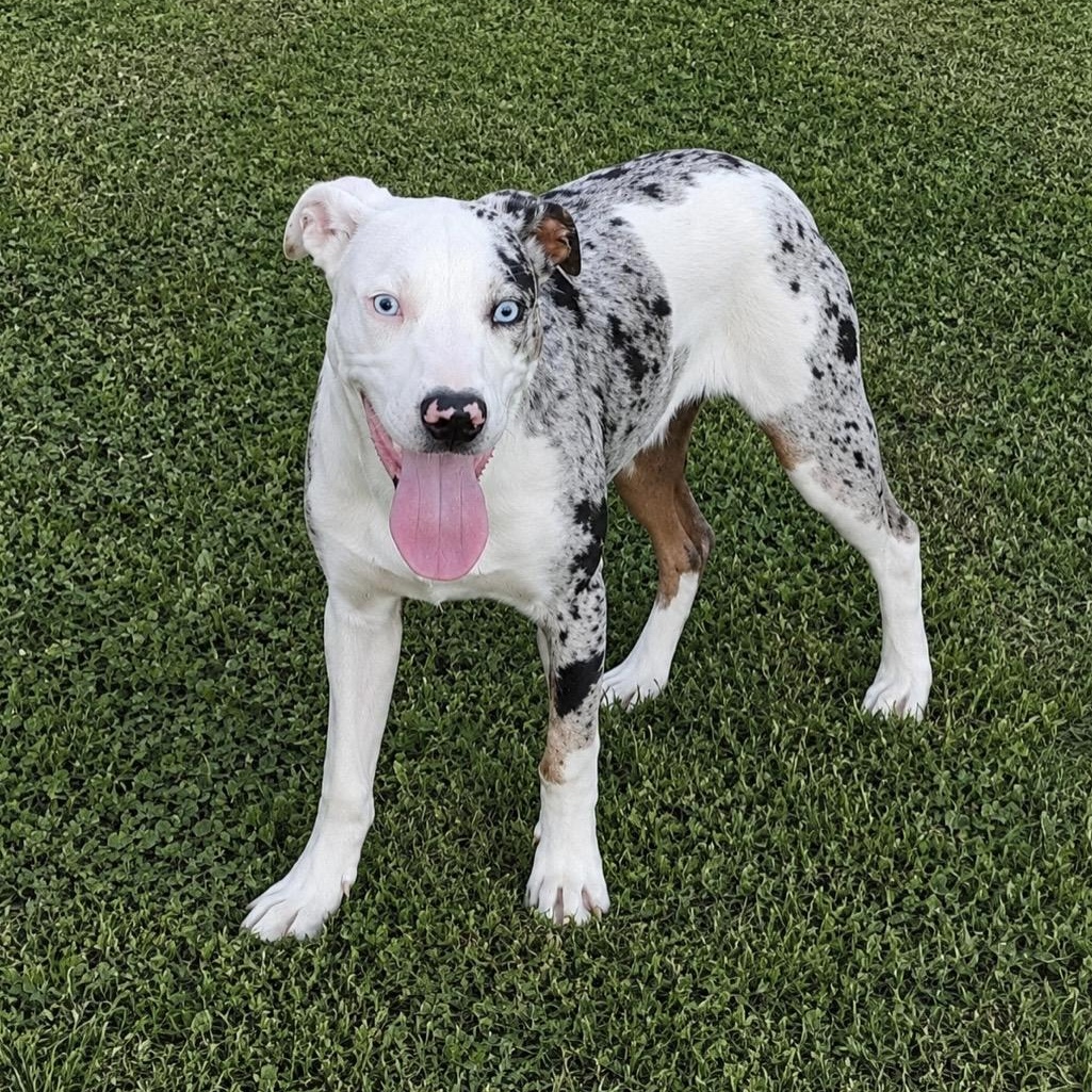 Remmy , a ADOPTABLE mixed breed in Pelham, NH image 2/6