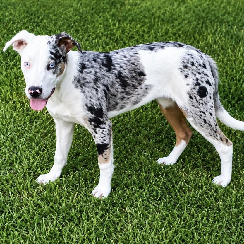 Remmy , a ADOPTABLE mixed breed in Pelham, NH image 3/6