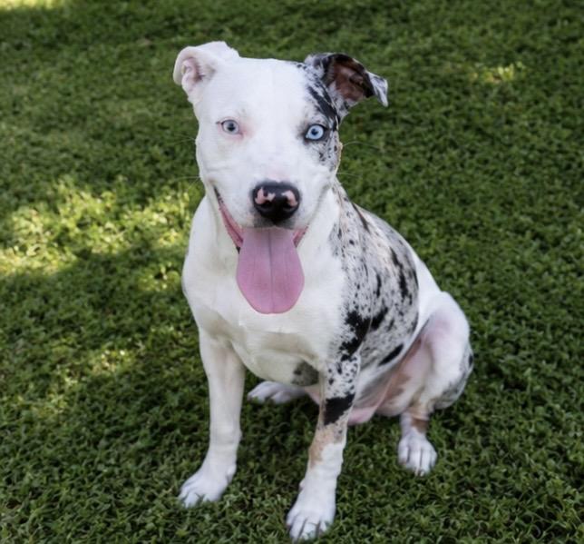 Remmy , a ADOPTABLE mixed breed in Pelham, NH image 4/6