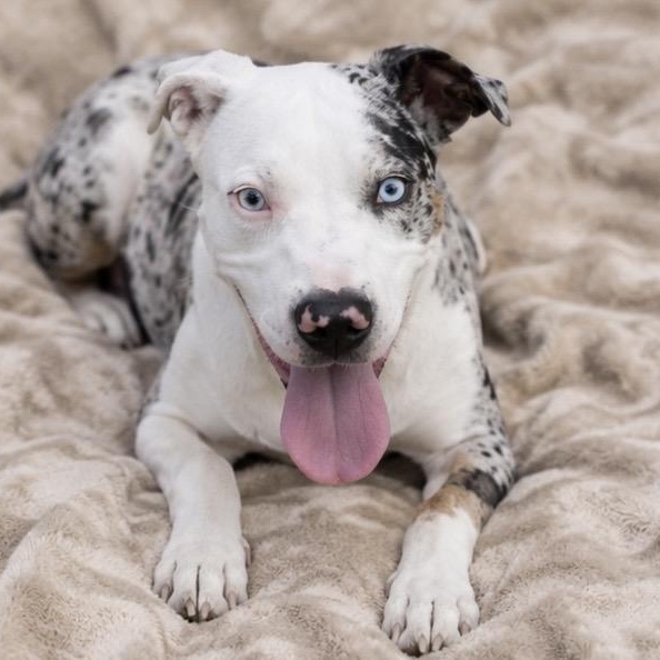 Remmy , ADOPTABLE, Puppy Female Mixed Breed.