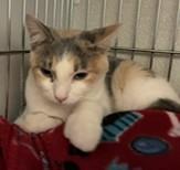 Enlarge Polly, a Adoptable mixed breed in Lead, SD image 2/3
