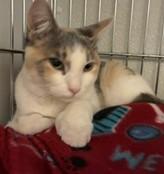 Enlarge Polly, a Adoptable mixed breed in Lead, SD image 1/3