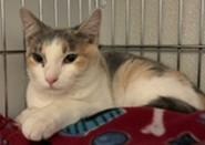 Enlarge Polly, a Adoptable mixed breed in Lead, SD image 3/3