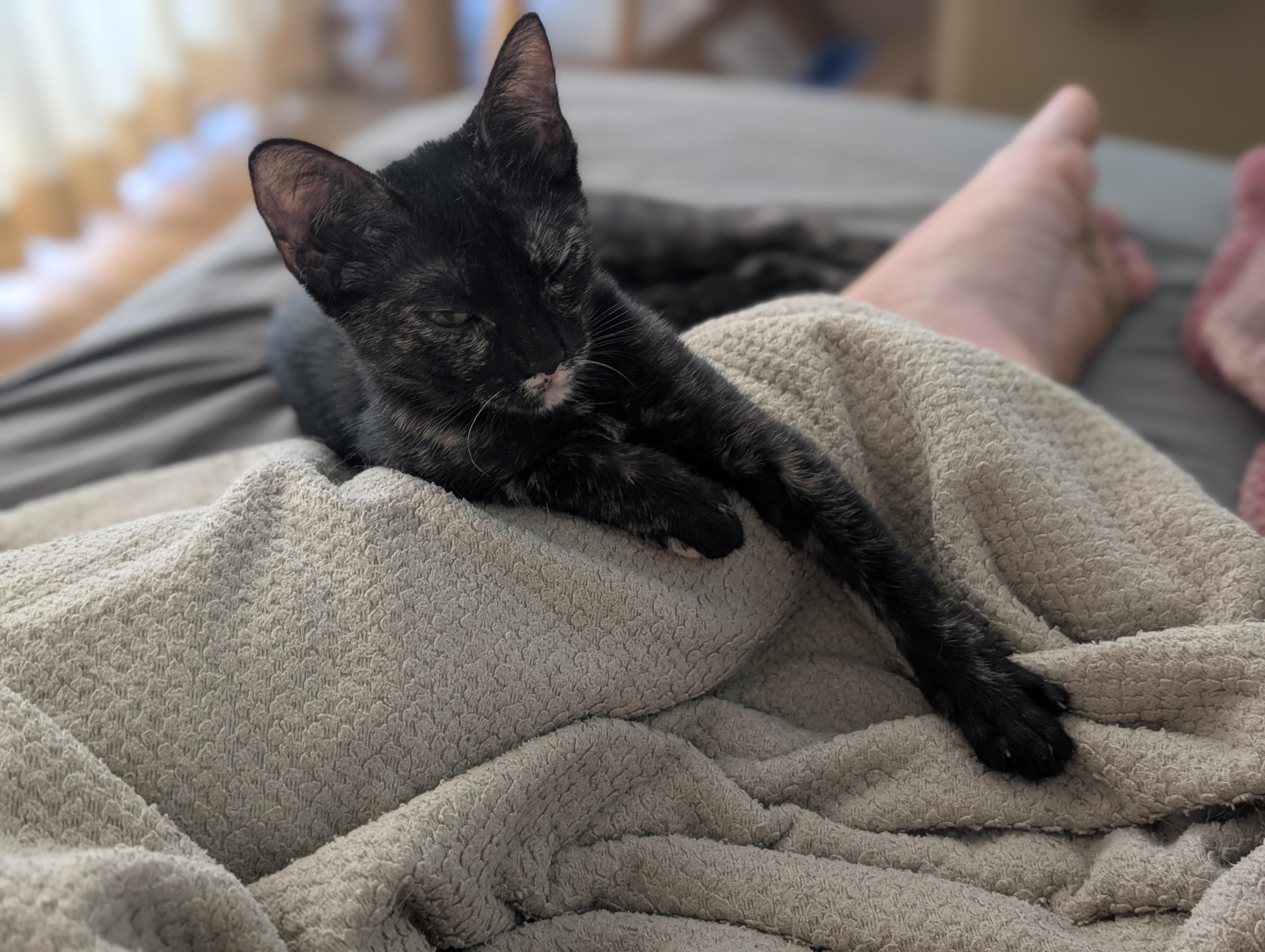 Enlarge Turtle, a Adoptable Domestic Short Hair in Honolulu, HI image 4/6