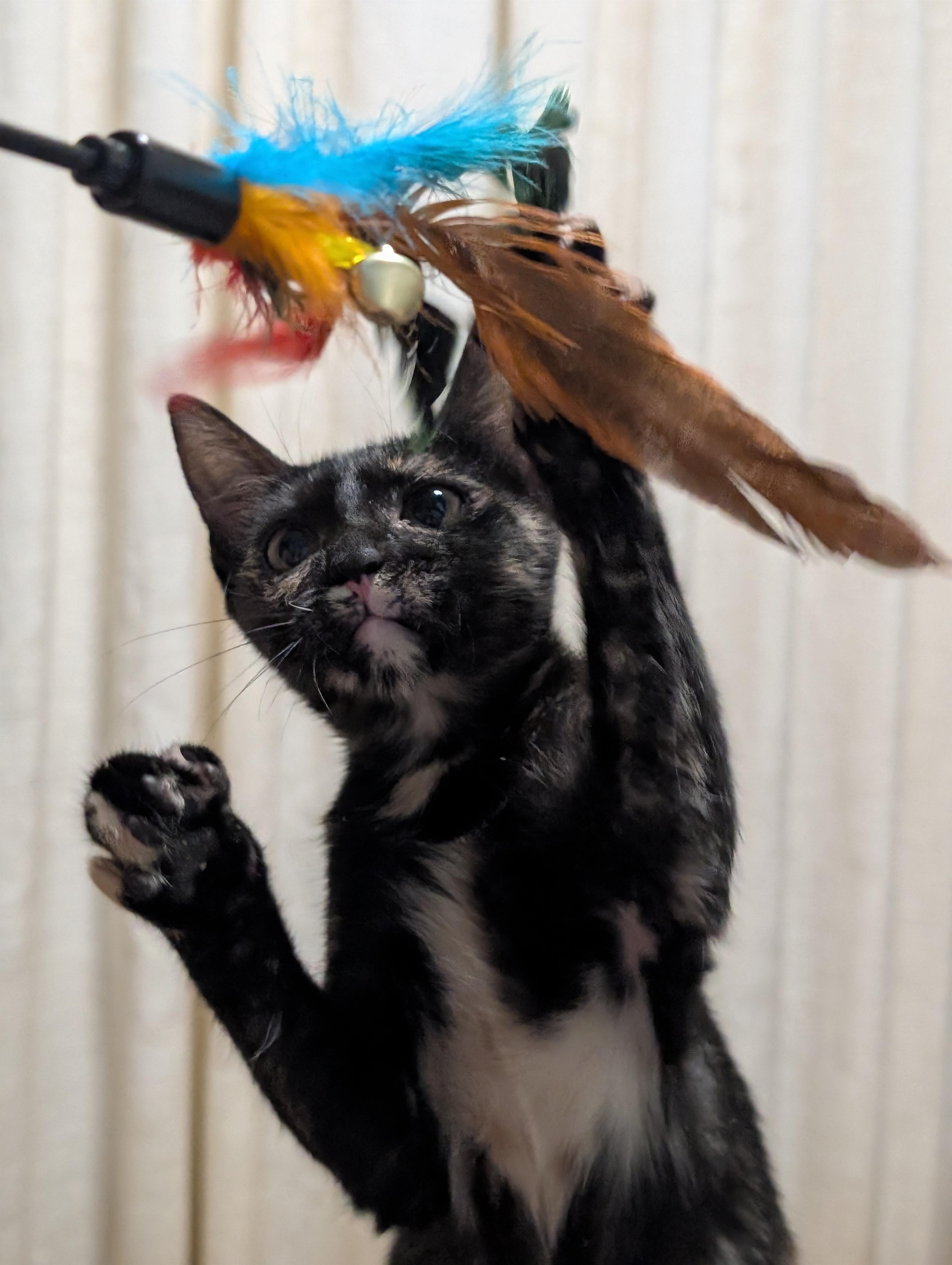 Enlarge Turtle, a Adoptable Domestic Short Hair in Honolulu, HI image 2/6