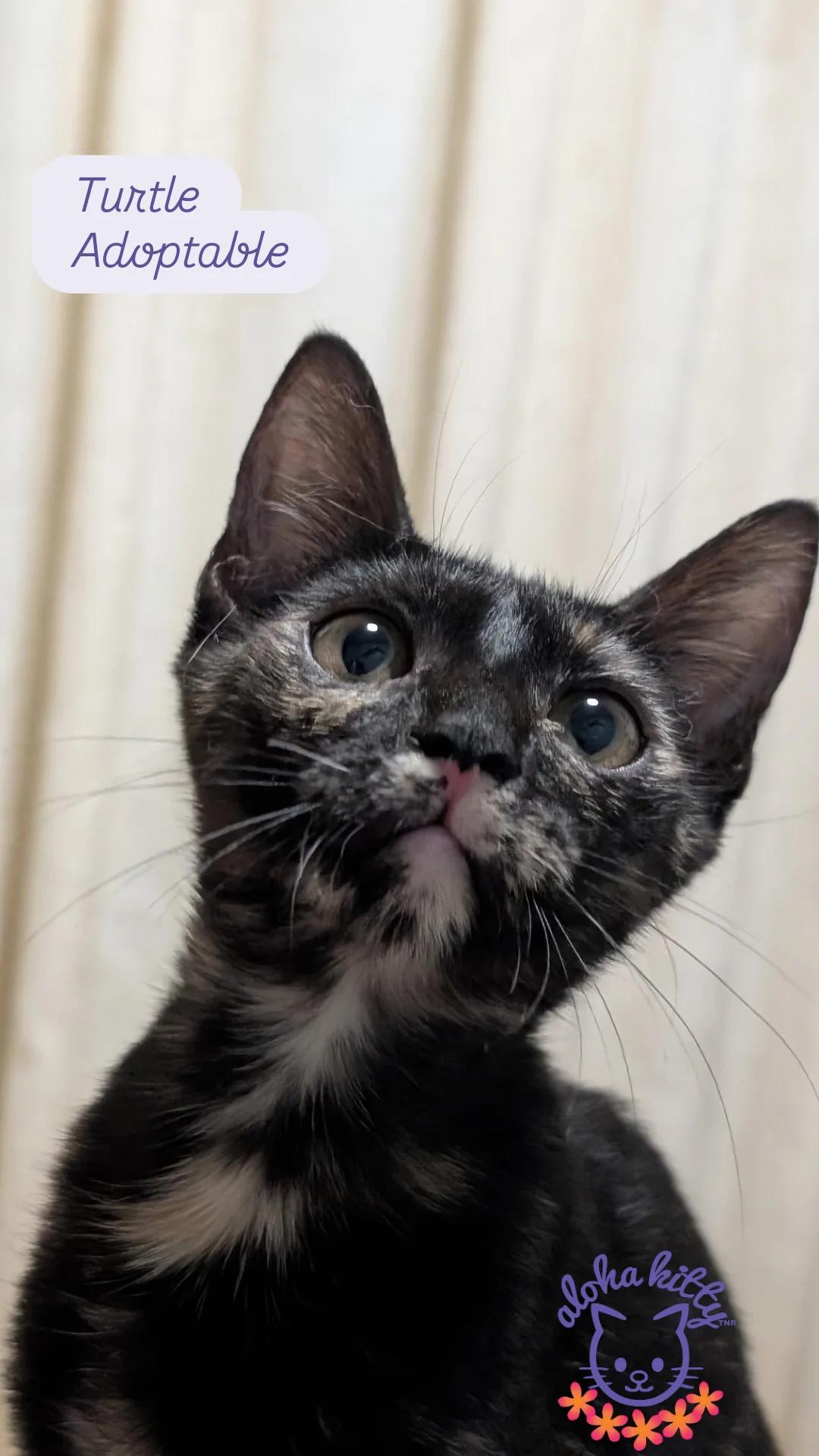 Turtle, Adoptable, Kitten Female Domestic Short Hair.