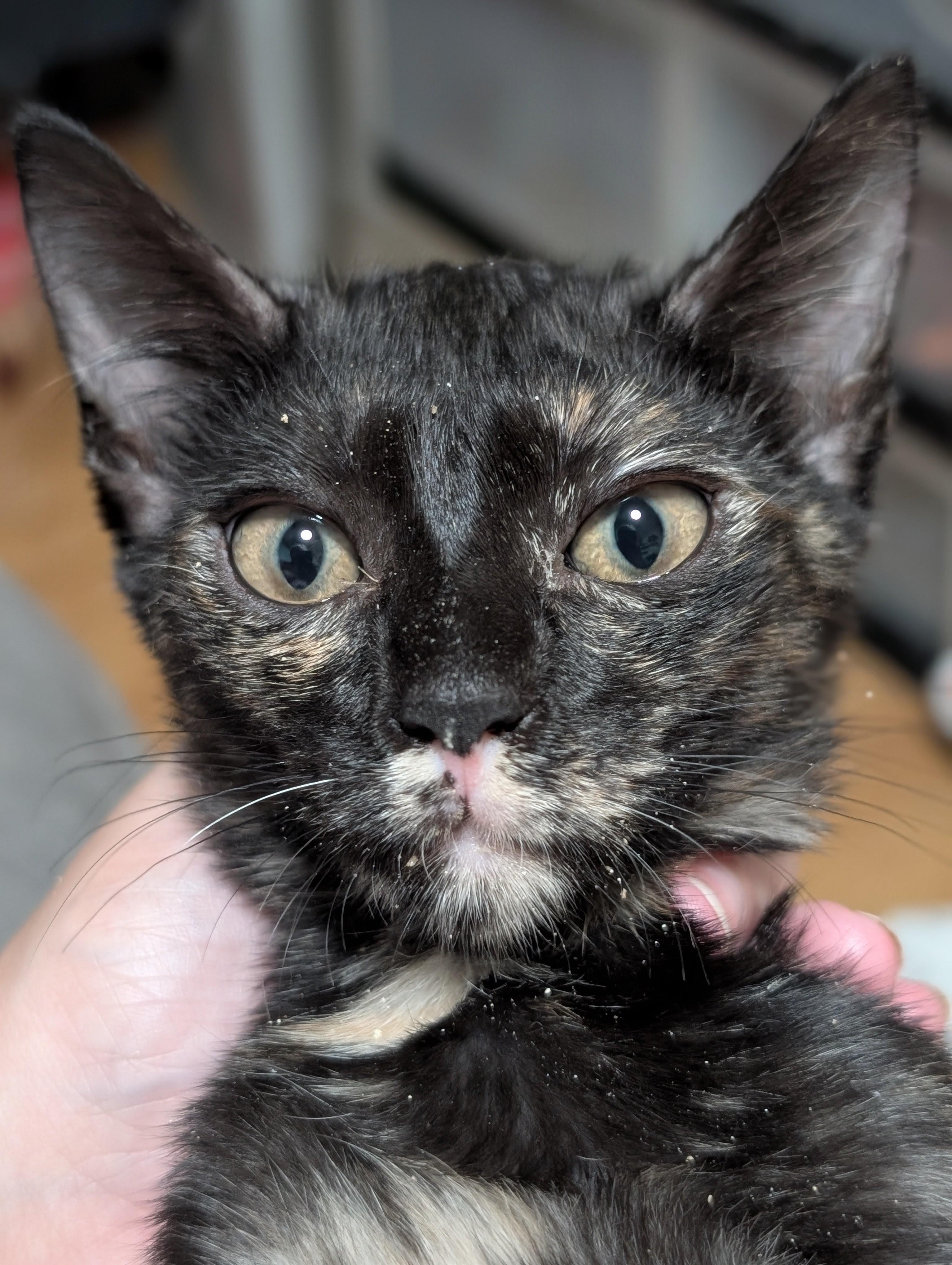 Enlarge Turtle, a Adoptable Domestic Short Hair in Honolulu, HI image 3/6