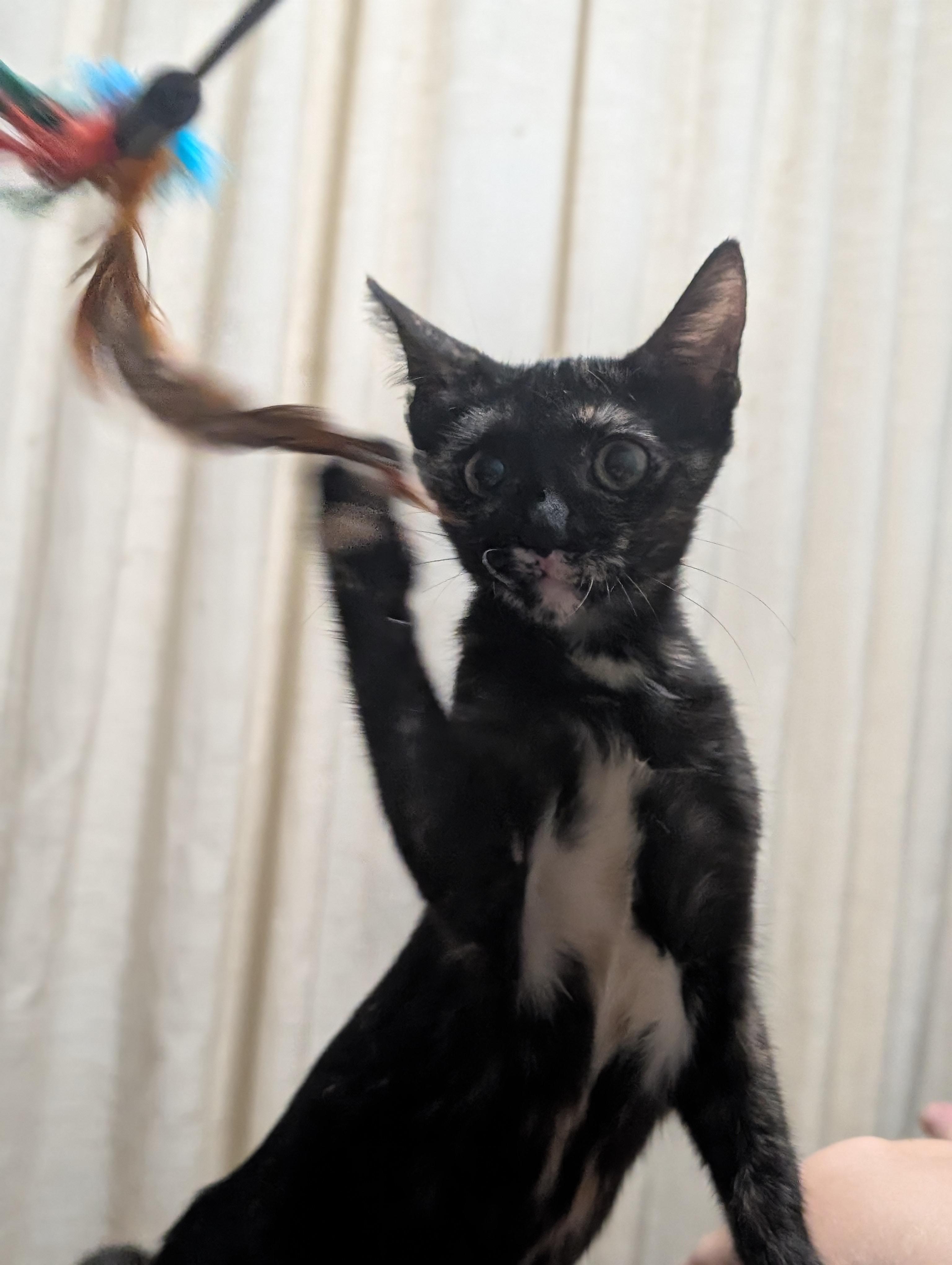 Enlarge Turtle, a Adoptable Domestic Short Hair in Honolulu, HI image 5/6