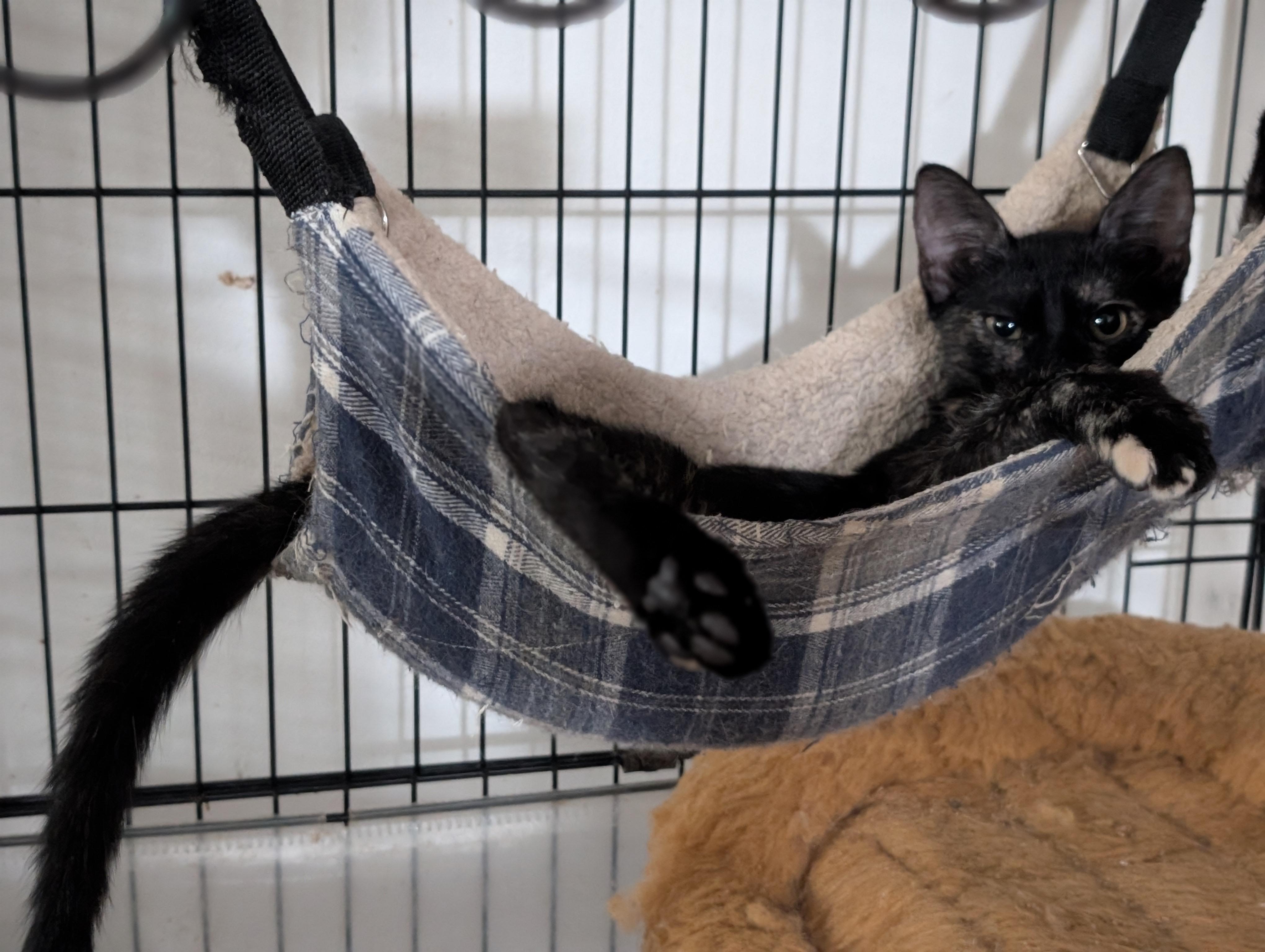 Enlarge Turtle, a Adoptable Domestic Short Hair in Honolulu, HI image 6/6
