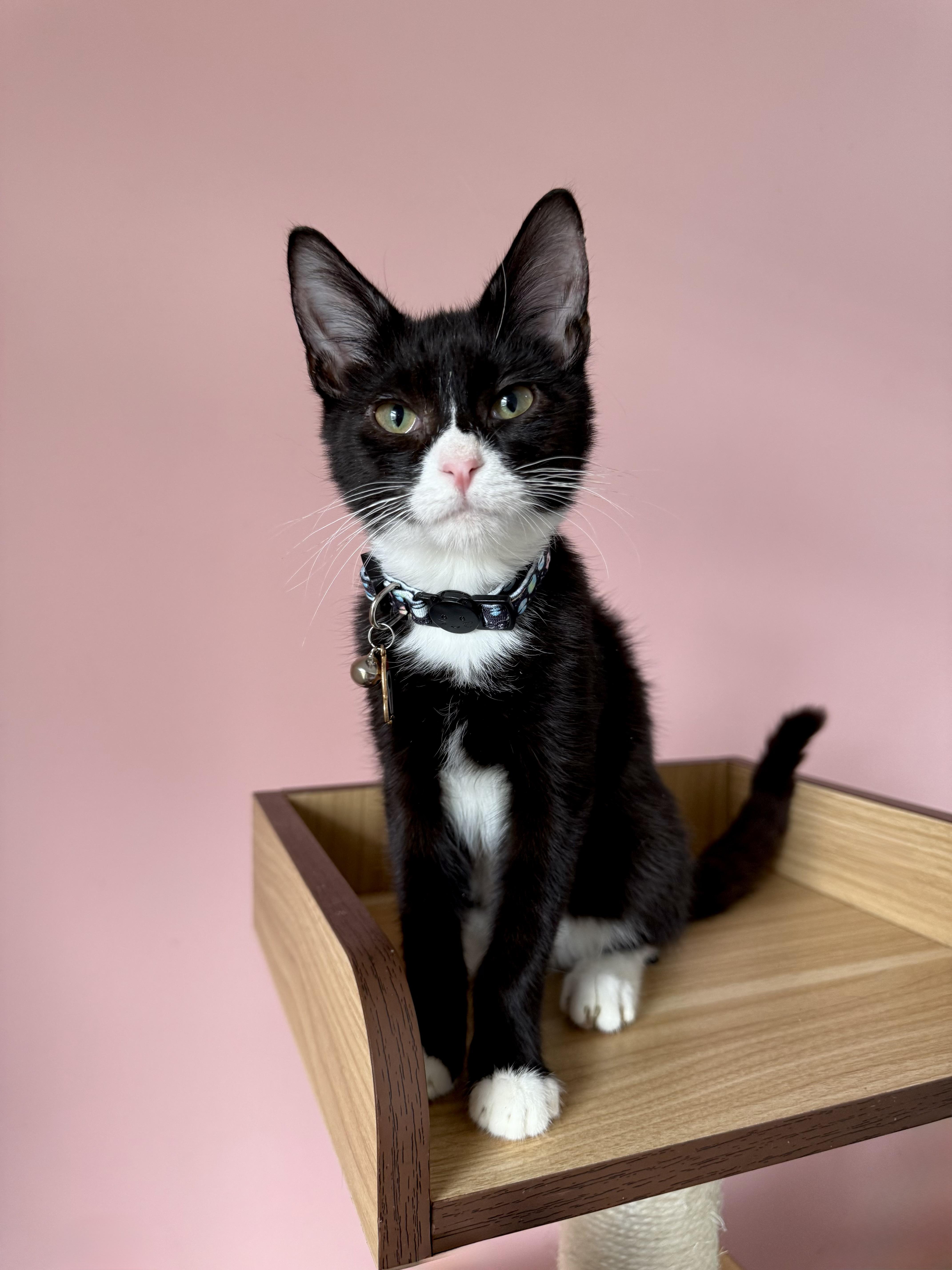 WIGGLES, adopted, Kitten Male Tuxedo.