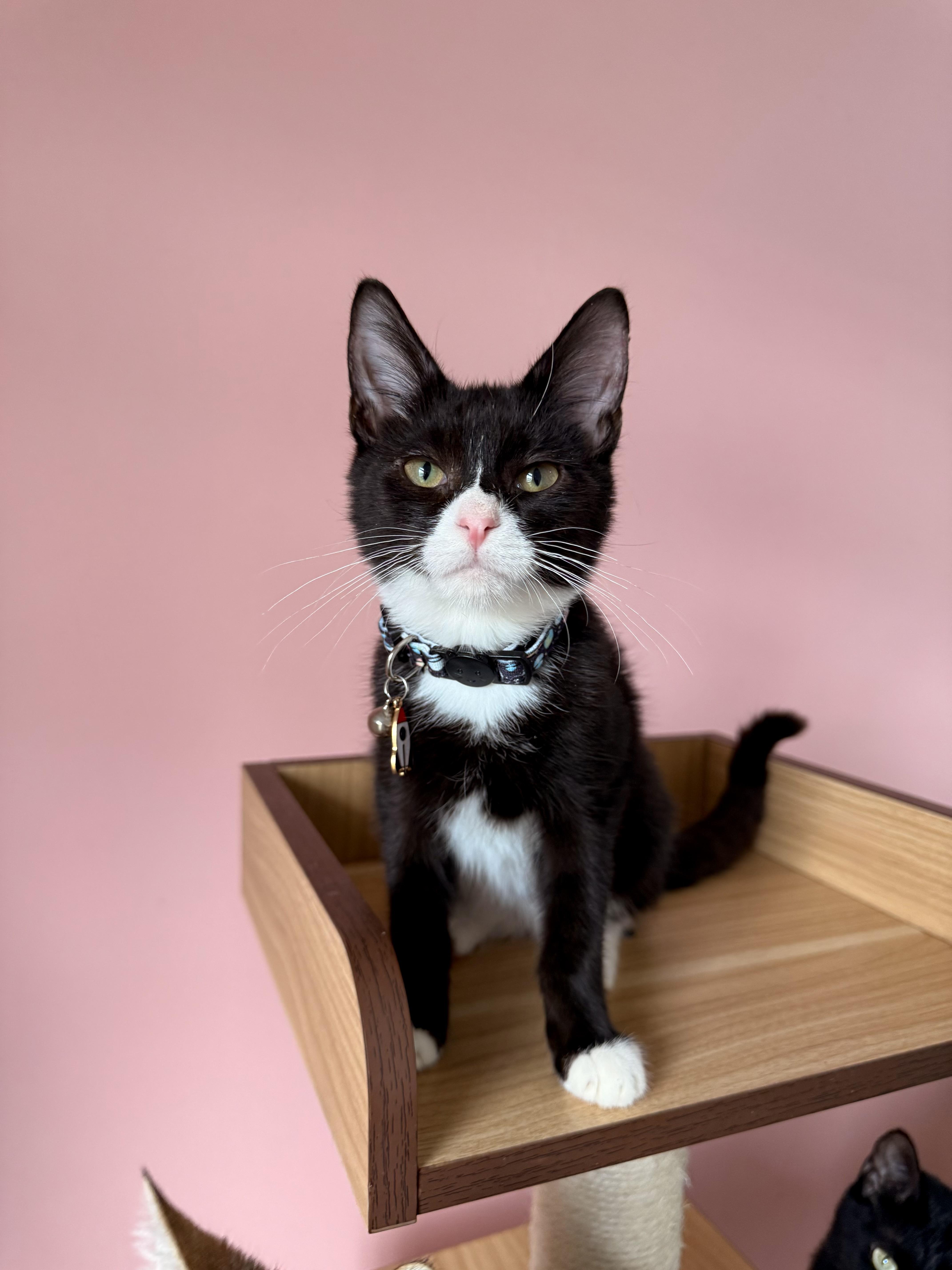 Enlarge WIGGLES, an adopted Tuxedo in New York, NY image 3/4