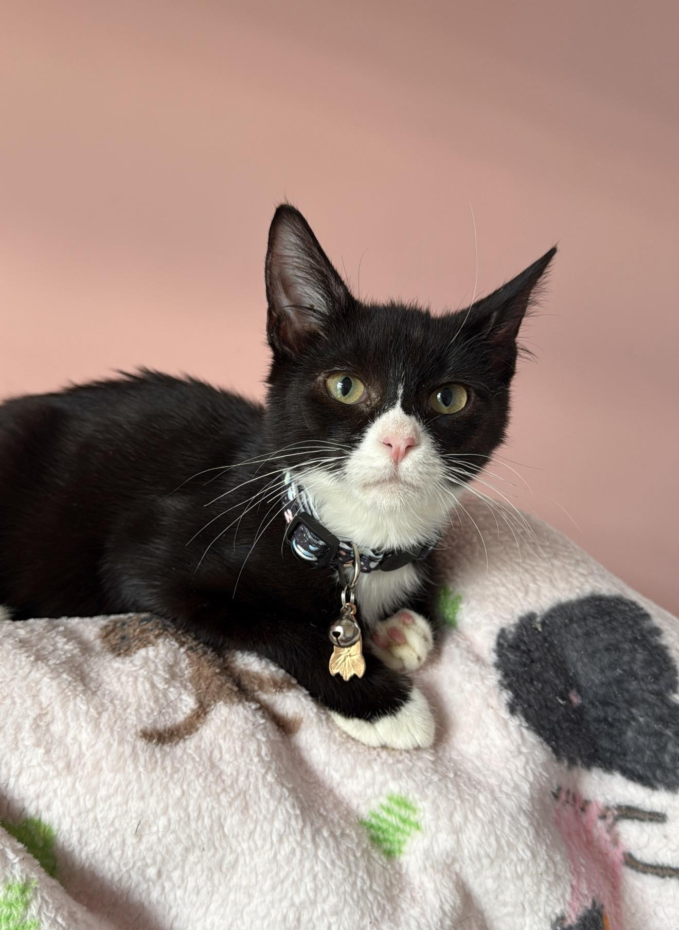 Enlarge WIGGLES, an adopted Tuxedo in New York, NY image 2/4