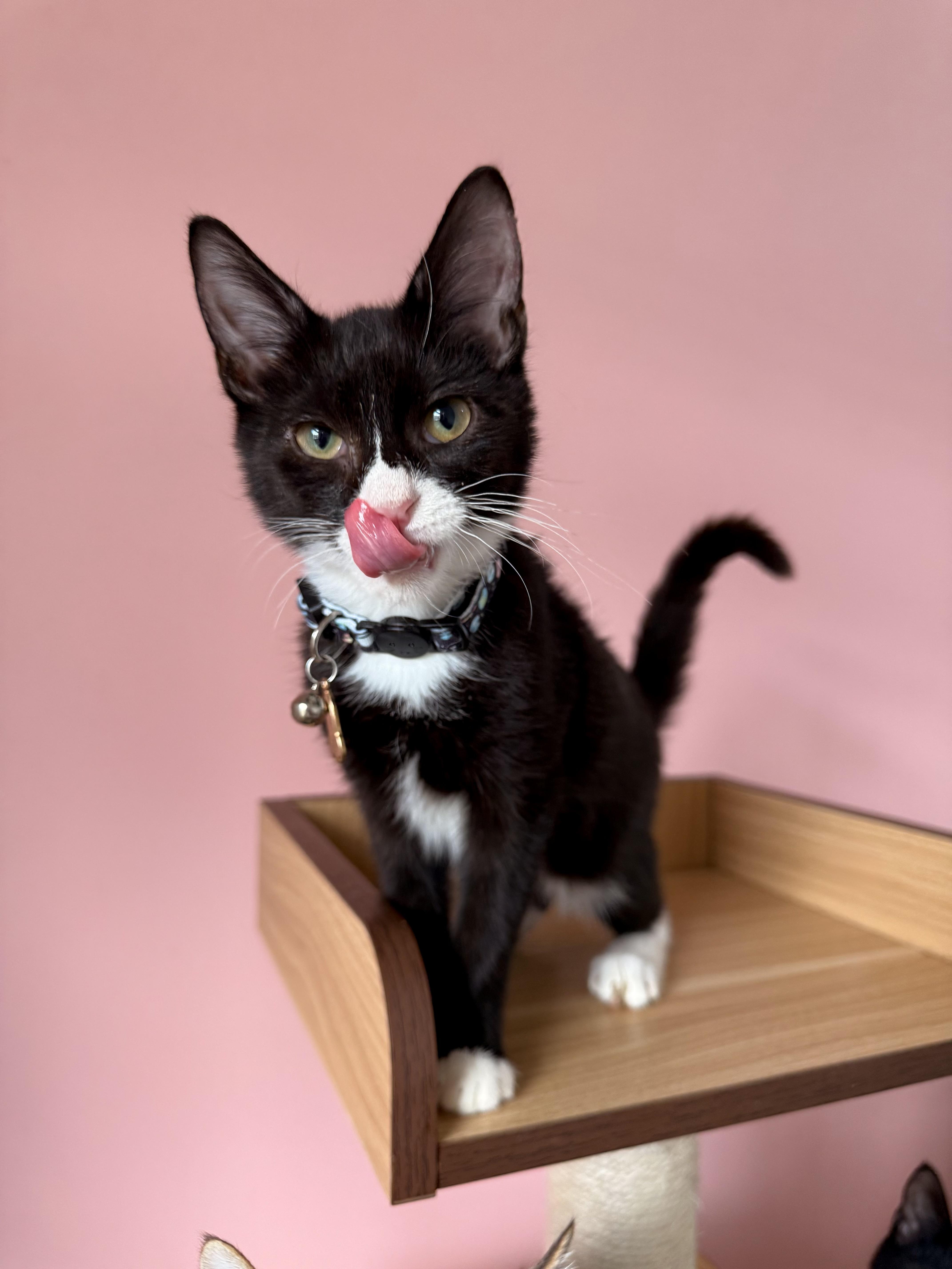 Enlarge WIGGLES, an adopted Tuxedo in New York, NY image 4/4