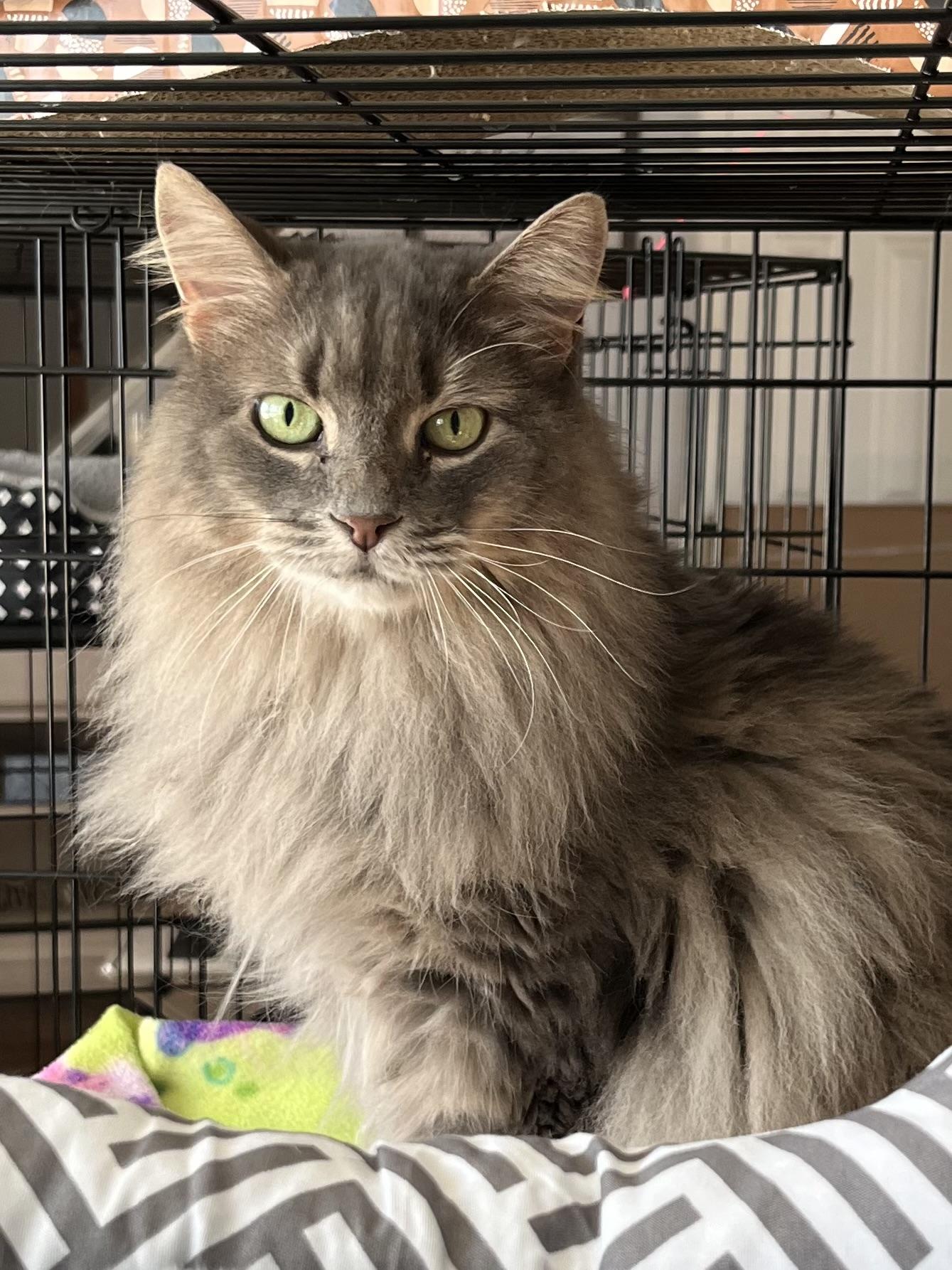 Barbie, ADOPTABLE, Adult Female Domestic Long Hair.