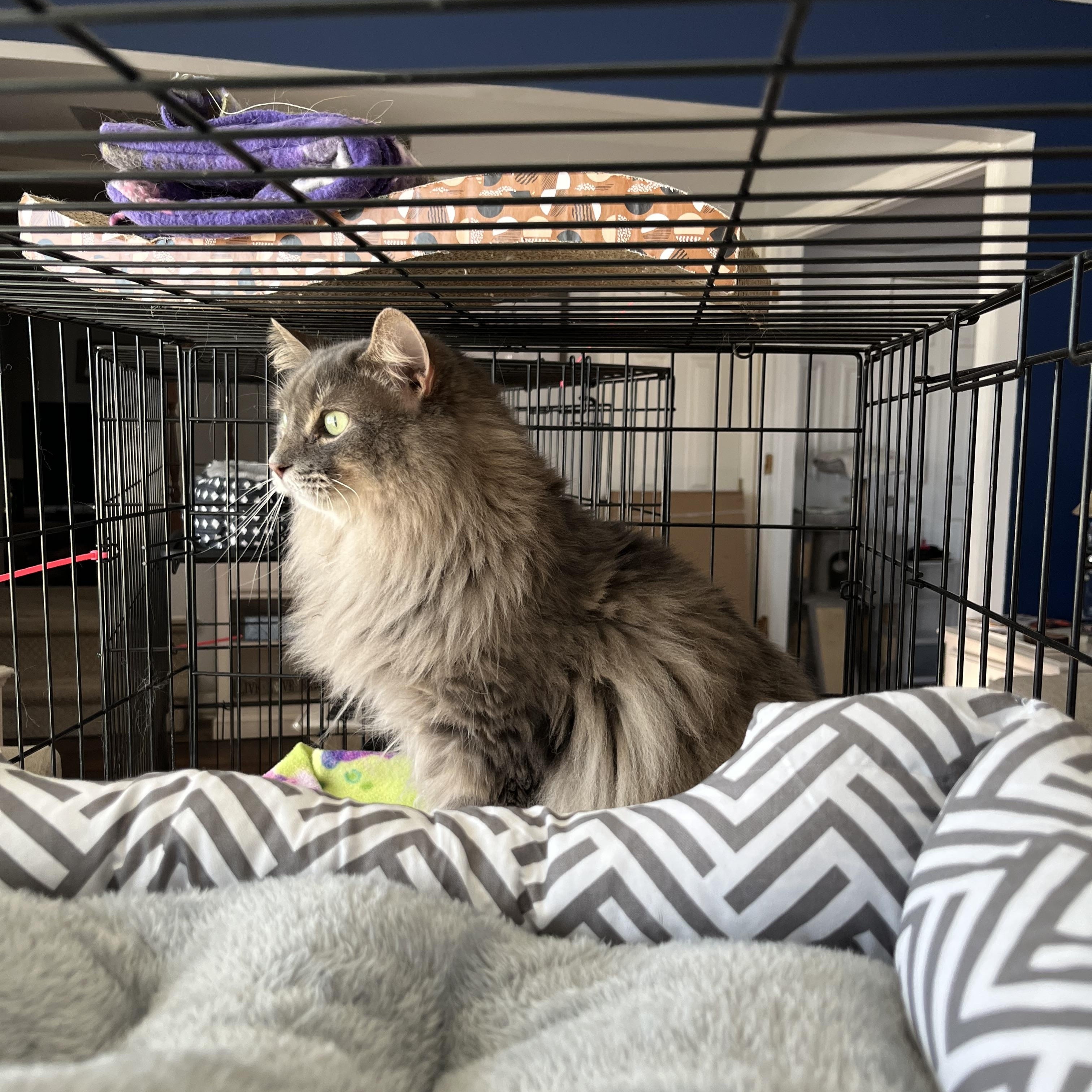 Enlarge Barbie, a ADOPTABLE Domestic Long Hair in Palatine, IL image 2/2