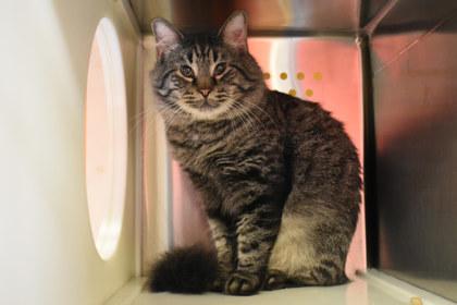 Mowgli, Adoptable, Adult Male Domestic Medium Hair & Domestic Short Hair.