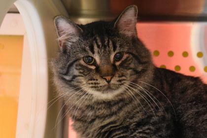 Mowgli, a Adoptable mixed breed in Kansas City, MO image 2/2