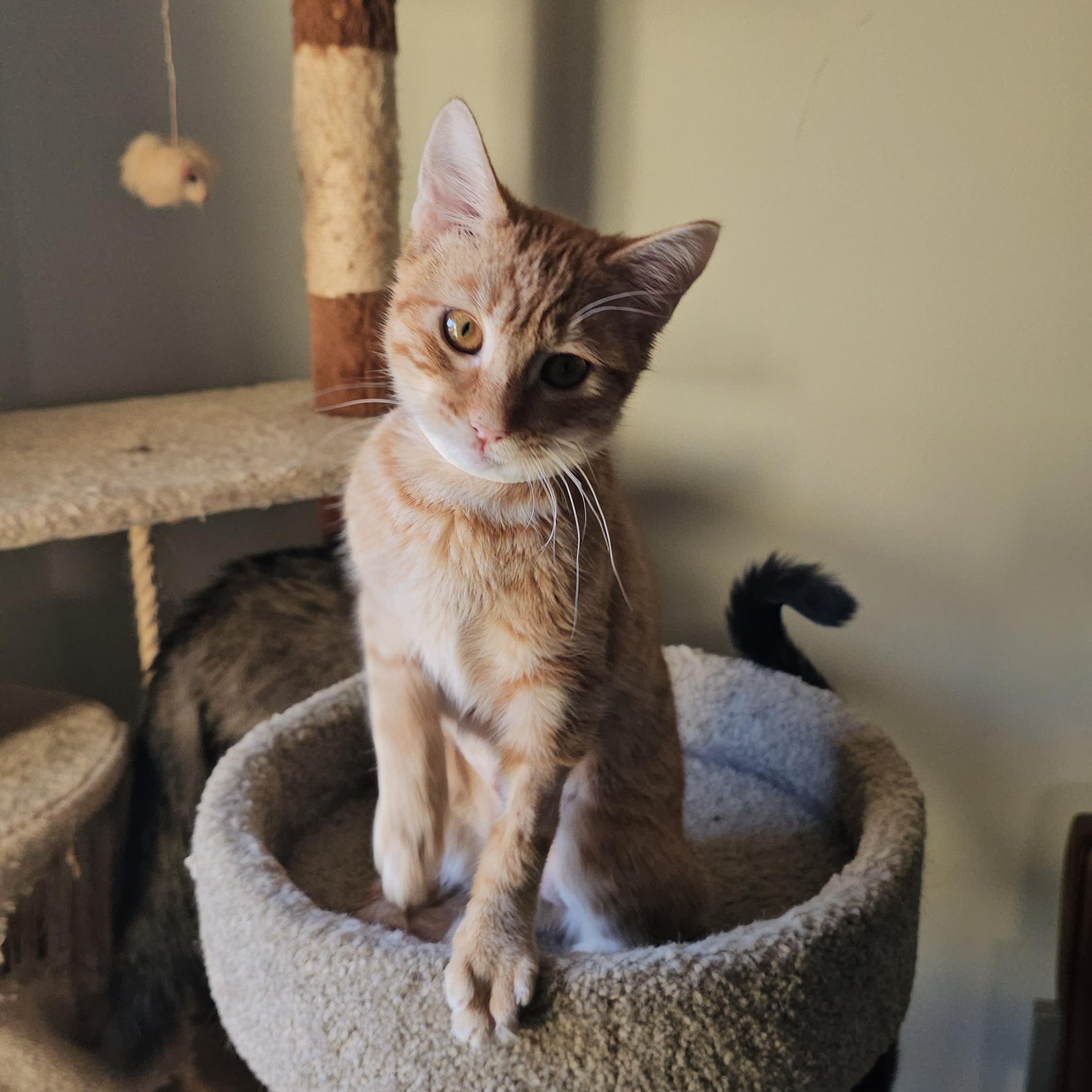 Gretel, Adoptable, Young Female Domestic Short Hair.