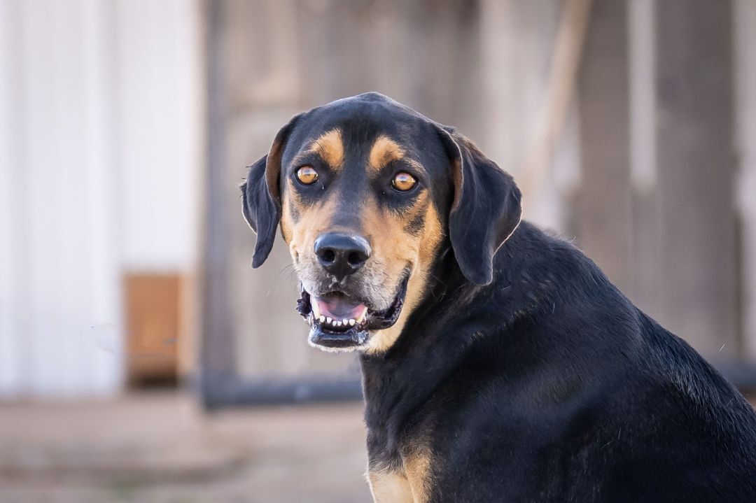 Andy, Adoptable, Adult Male Hound & Labrador Retriever.