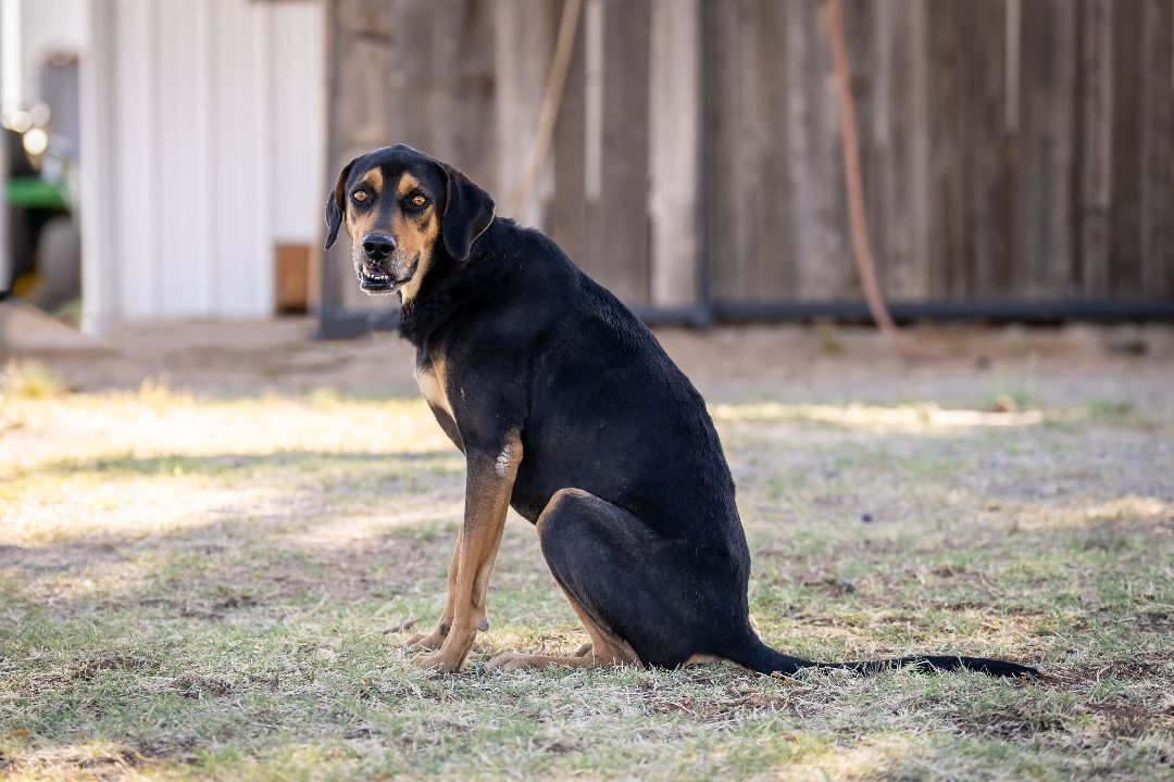 Andy, a Adoptable mixed breed in Pearce, AZ image 2/10
