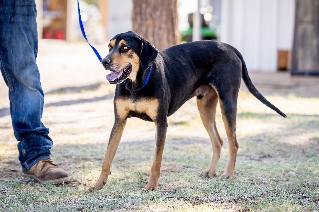 Andy, a Adoptable mixed breed in Pearce, AZ image 3/10