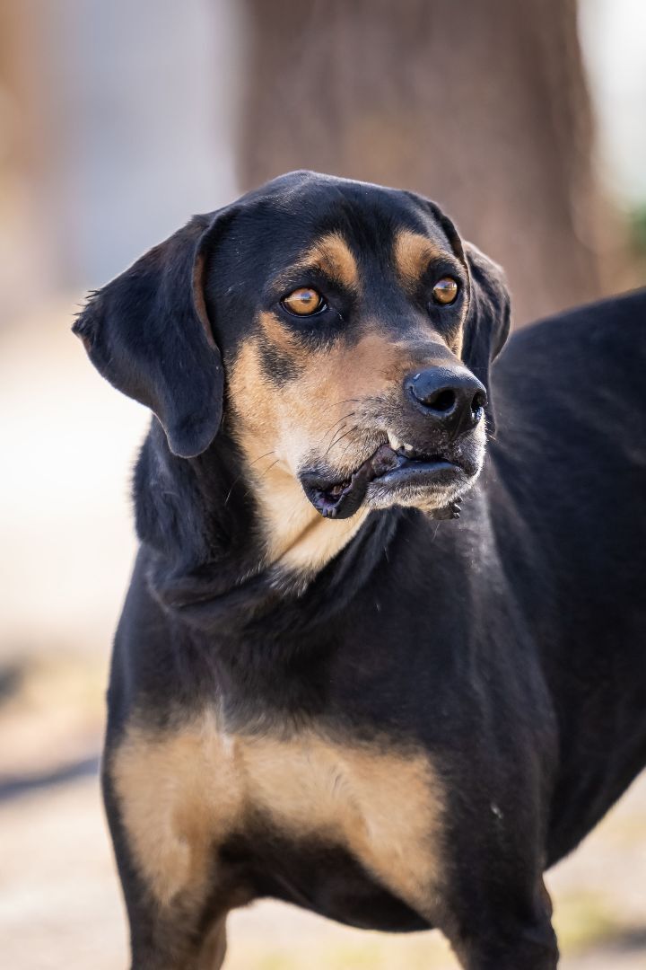 Andy, a Adoptable mixed breed in Pearce, AZ image 4/10
