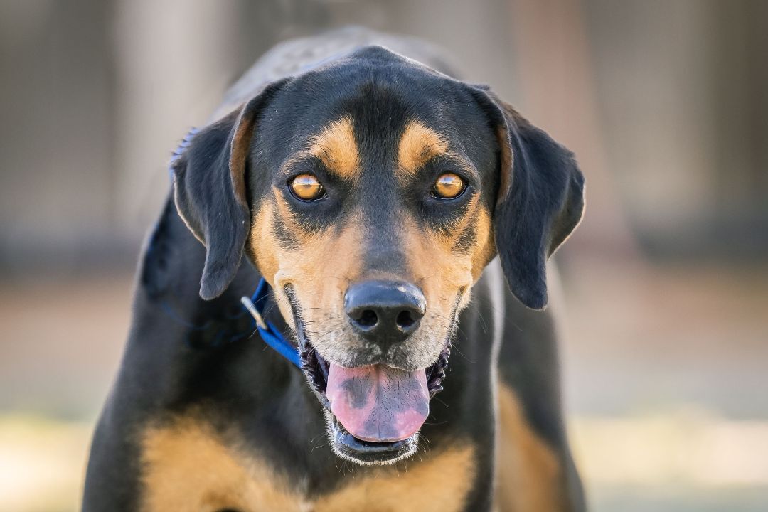 Andy, a Adoptable mixed breed in Pearce, AZ image 5/10