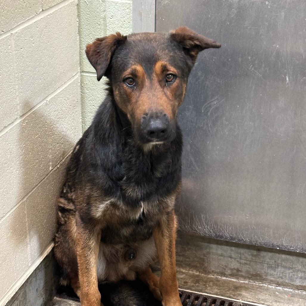 Enlarge Chester, a Adoptable mixed breed in Upland, CA image 1/6