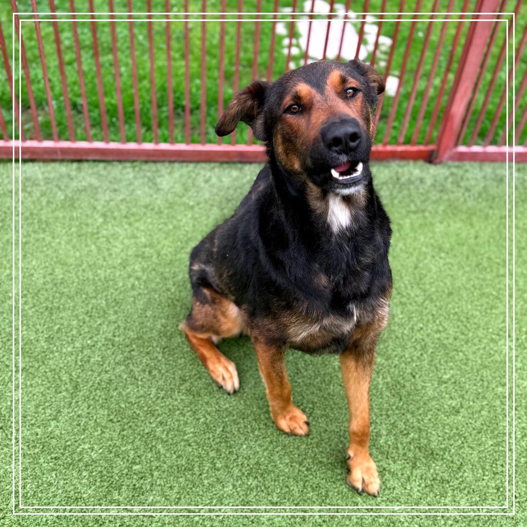 Enlarge Chester, a Adoptable mixed breed in Upland, CA image 2/6