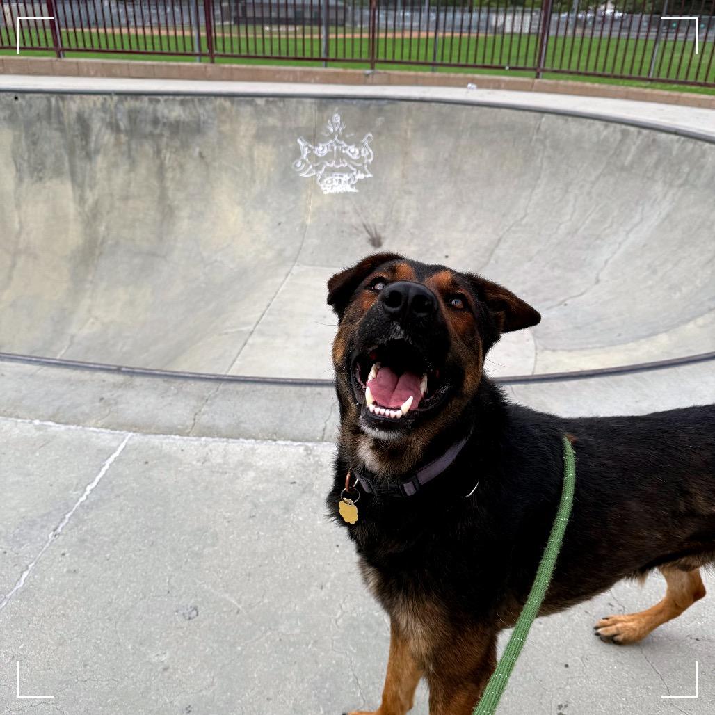 Enlarge Chester, a Adoptable mixed breed in Upland, CA image 3/6